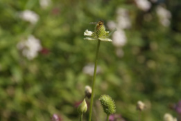 Anemone cylindrica bestellen